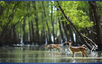 Exciting-things-you-can-do-in-and-around-ranthambore-national-park-