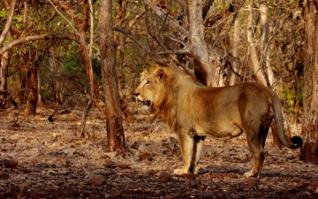 Gir-National-Park-Safari-Timings