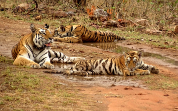 panna-national-park-online-safari-booking-webp