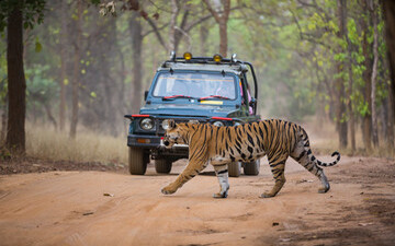 safari-timings-in-panna-national-park