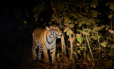 night-safari-in-india