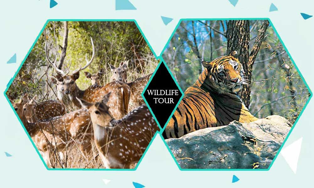 gir wildlife sanctuary tour package