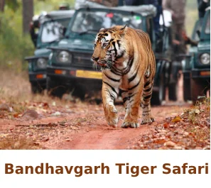 bandhavgarh-tiger-safari