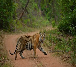 Panna-Tiger-Reserve-Core-Zone-Safari-Tour