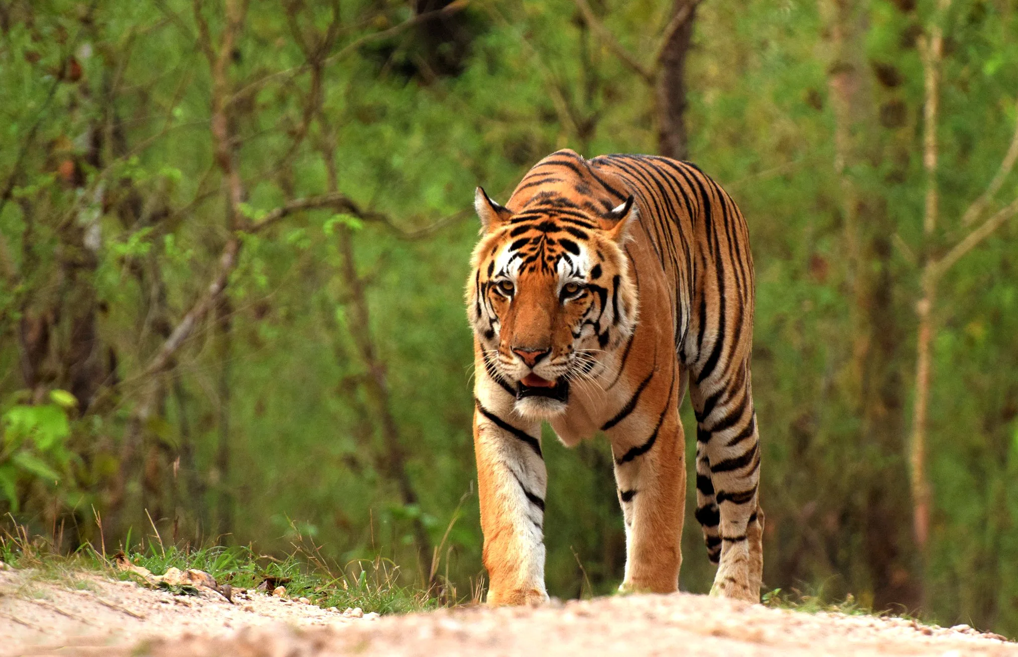 madhya-pradesh-has-some-of-the-best-national-parks-for-safari-lovers