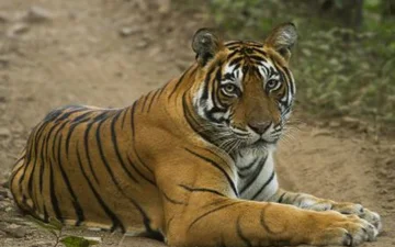 exciting-things-you-can-do-in-and-around-ranthambore-national-park