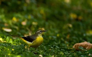 the-incredibly-fascinating-things-you-must-try-at-mudumalai-national-park