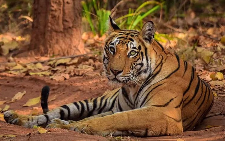 Preparing yourself for a fascinating Bandhavgarh National Park Safari ...