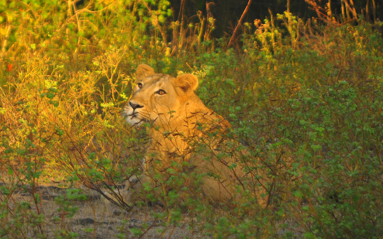 How Do I Get To Gir National Park