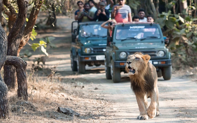 Why Gir National Park Is Famous? | Reserve India Tours