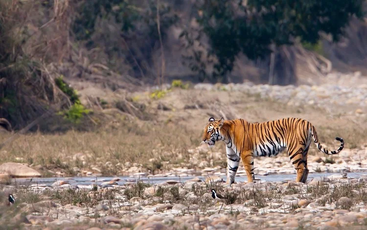 tiger-safari-kanha-national-park