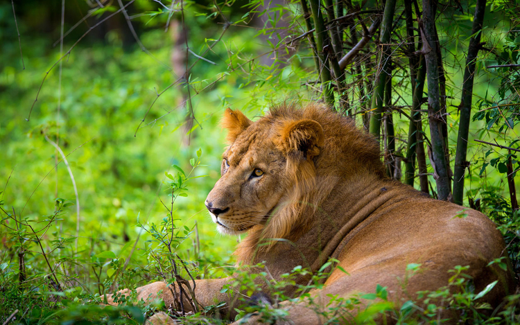What Is Gir Forest Famous For | Reserve India Tours