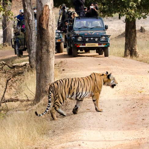 Indian Wildlife Safari Packages & Hotel Booking | Reserve India Tours